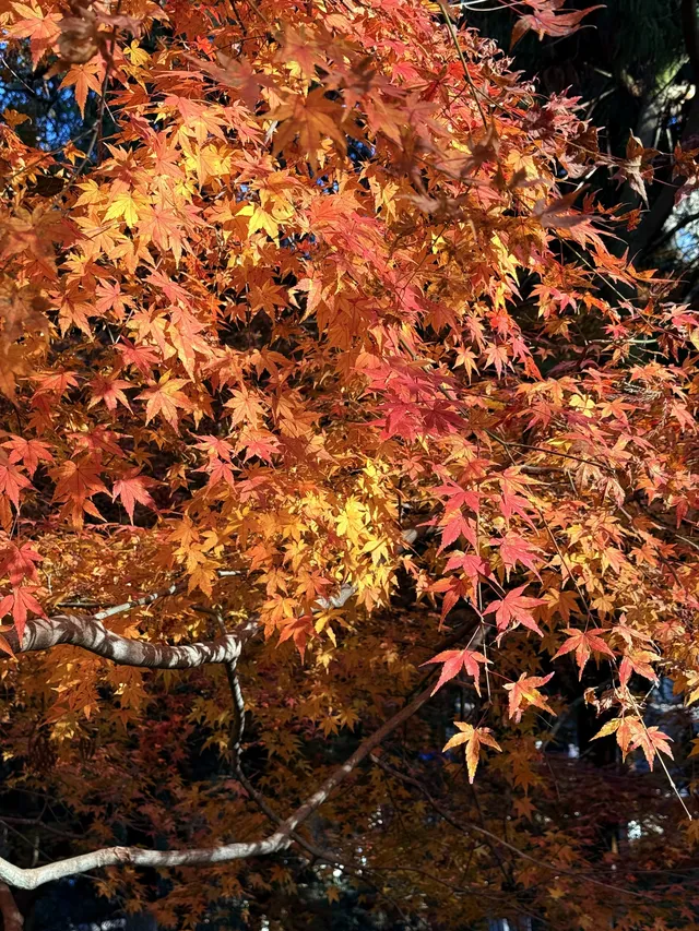 11.29實況,莫干山紅楓真的殺瘋了!!!!!!! 11.29實況,莫干山紅楓真的殺瘋了!!!!!!!