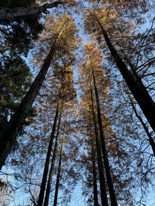 不避雷!莫干山自駕徒步賞秋滬人經驗貼 不避雷!莫干山自駕徒步賞秋滬人經驗貼