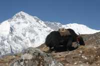 Everest Base Camp Trek 