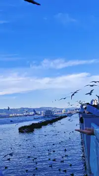 今日實況|昆明冬日頂流玩法！附海鷗地圖