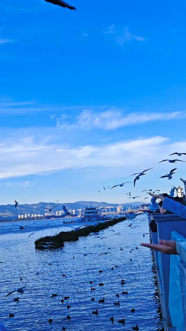 今日實況|昆明冬日頂流玩法！附海鷗地圖