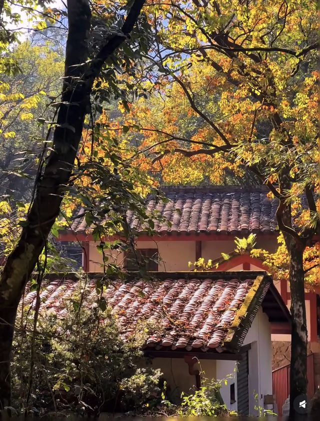 武夷山冬季ZUI美漫遊道|岸上九曲 武夷山冬季ZUI美漫遊道|岸上九曲