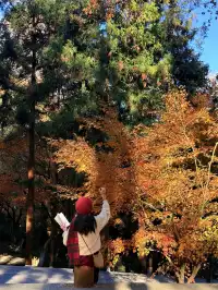 11.29實況,莫干山紅楓真的殺瘋了!!!!!!!