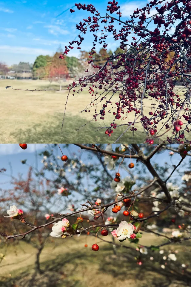 上海辰山植物園遛娃賞秋景 上海辰山植物園遛娃賞秋景