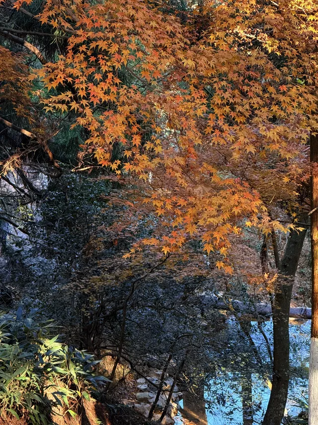 11.29實況,莫干山紅楓真的殺瘋了!!!!!!! 11.29實況,莫干山紅楓真的殺瘋了!!!!!!!