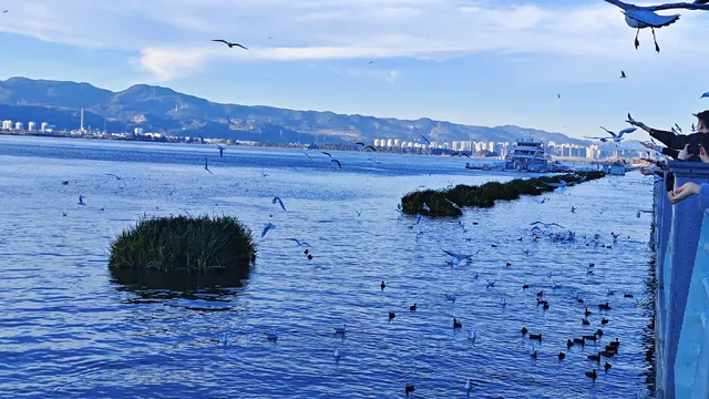 今日實況|昆明冬日頂流玩法！附海鷗地圖