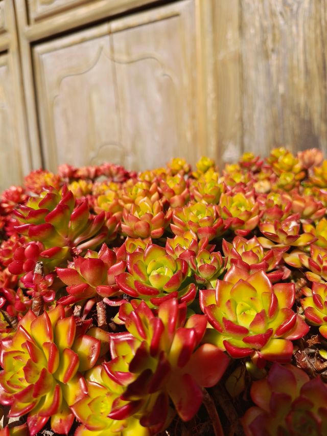 推開麗江古城這扇門,住進時光寫給旅人的情書裡 推開麗江古城這扇門,住進時光寫給旅人的情書裡