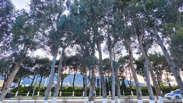 今日實況|昆明冬日頂流玩法！附海鷗地圖