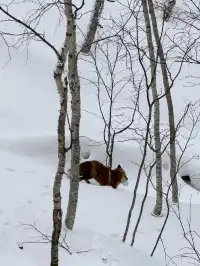 長白山雙坡打卡 是被天池選中的幸運兒 