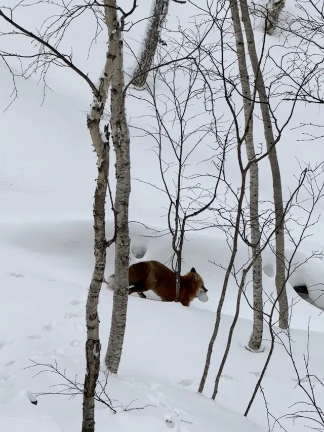 長白山雙坡打卡 是被天池選中的幸運兒 