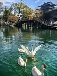 上海週末11|我在乾隆故里拍到了鵝生照片