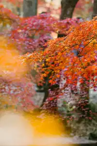 抬頭邂逅一場落地的「星辰」