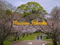 ชมพูหวานแหว่ว ที่สวน Maizuru ฟูกุโอกะ ญี่ปุ่น