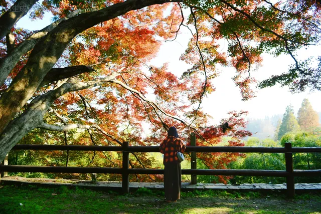 蔣公古道|5小時解鎖莫干山秋日限定美麗