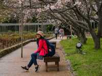 ชมพูหวานแหว่ว ที่สวน Maizuru ฟูกุโอกะ ญี่ปุ่น