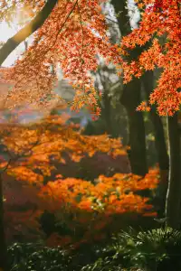 抬頭邂逅一場落地的「星辰」