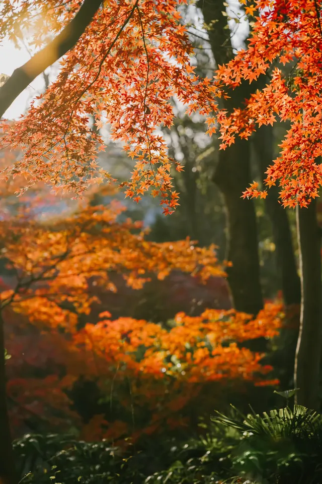 抬頭邂逅一場落地的「星辰」