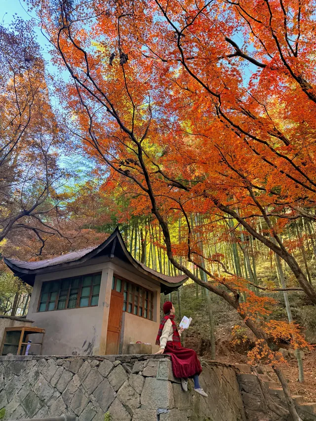 11.29實況,莫干山紅楓真的殺瘋了!!!!!!! 11.29實況,莫干山紅楓真的殺瘋了!!!!!!!