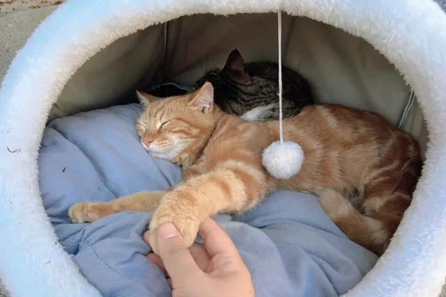 碧山村 | 是李白詩裡的人間秘境啊 碧山村 | 是李白詩裡的人間秘境啊