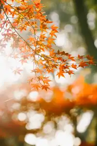 抬頭邂逅一場落地的「星辰」